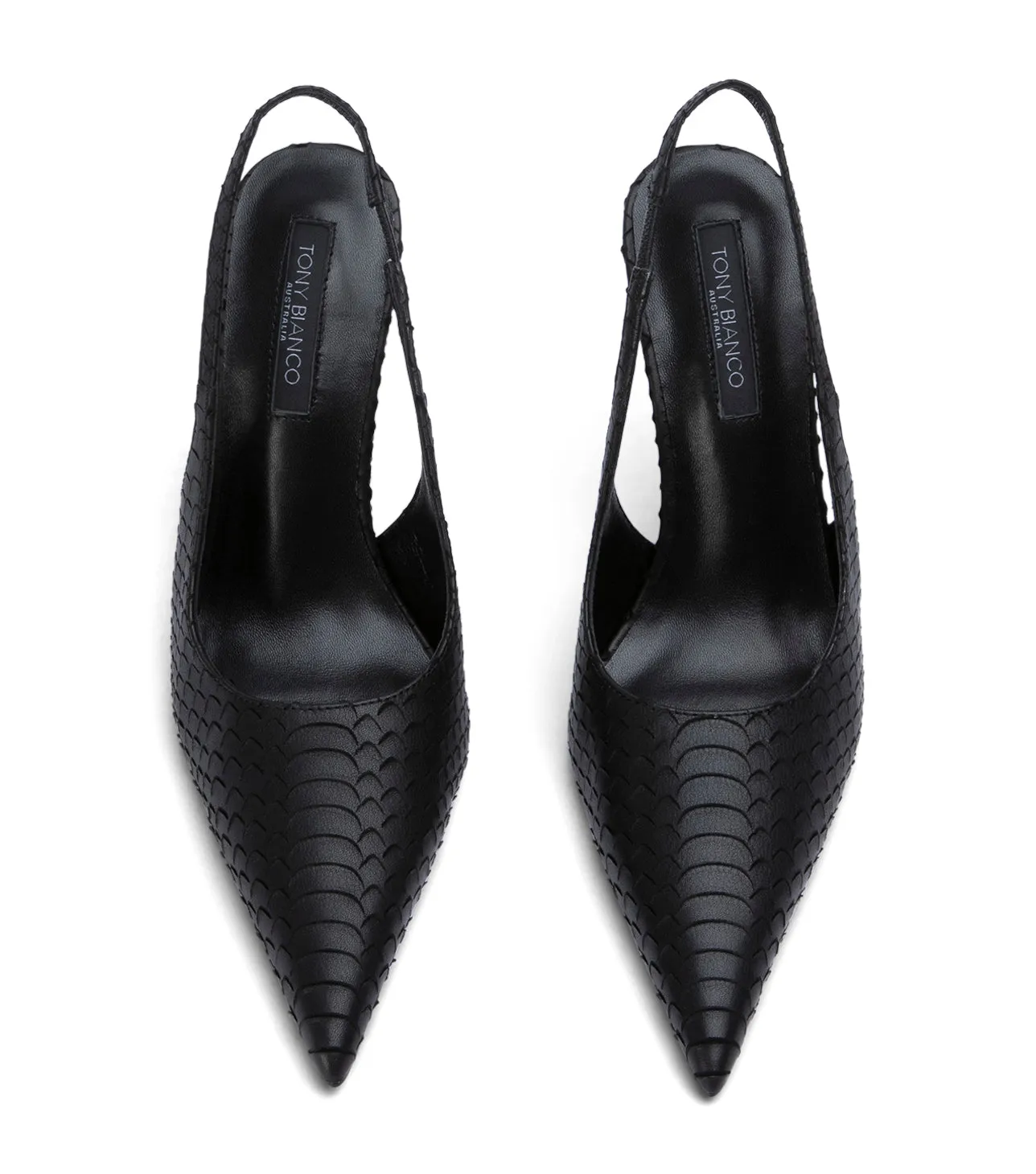 Ivy Black Python